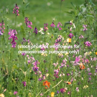 Wildflower Seeds – Northeast Pollinator Mix (2024 Season) - Image 6