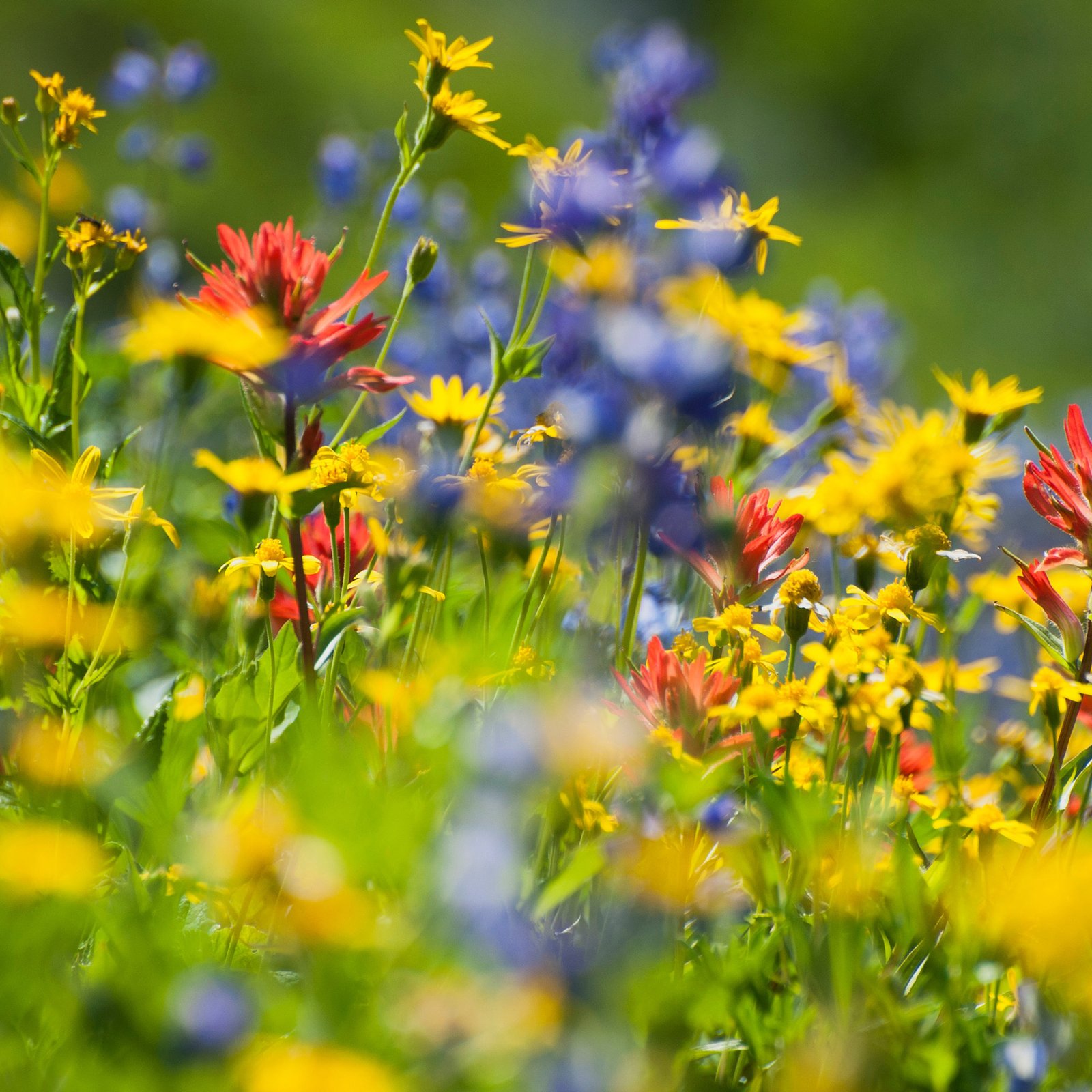 A closeup shot of yellow, red, and purple pacific northwest wildflowers in a green meadow