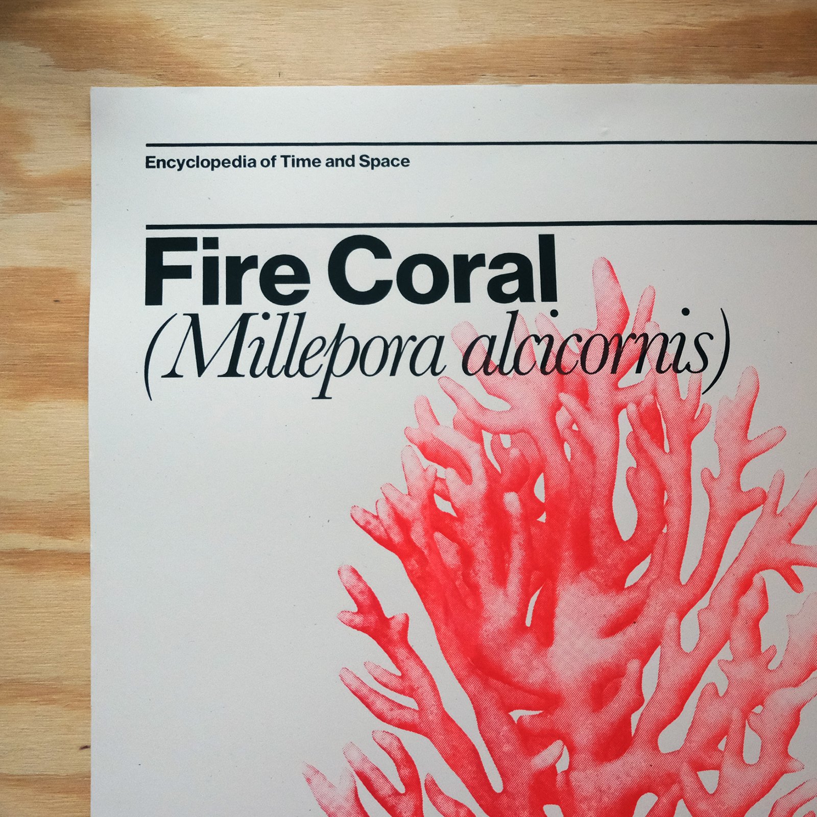 The top left quadrant of a silkscreen poster of a bright red fire coral specimen on white paper with black text is seen on a slab of plywood