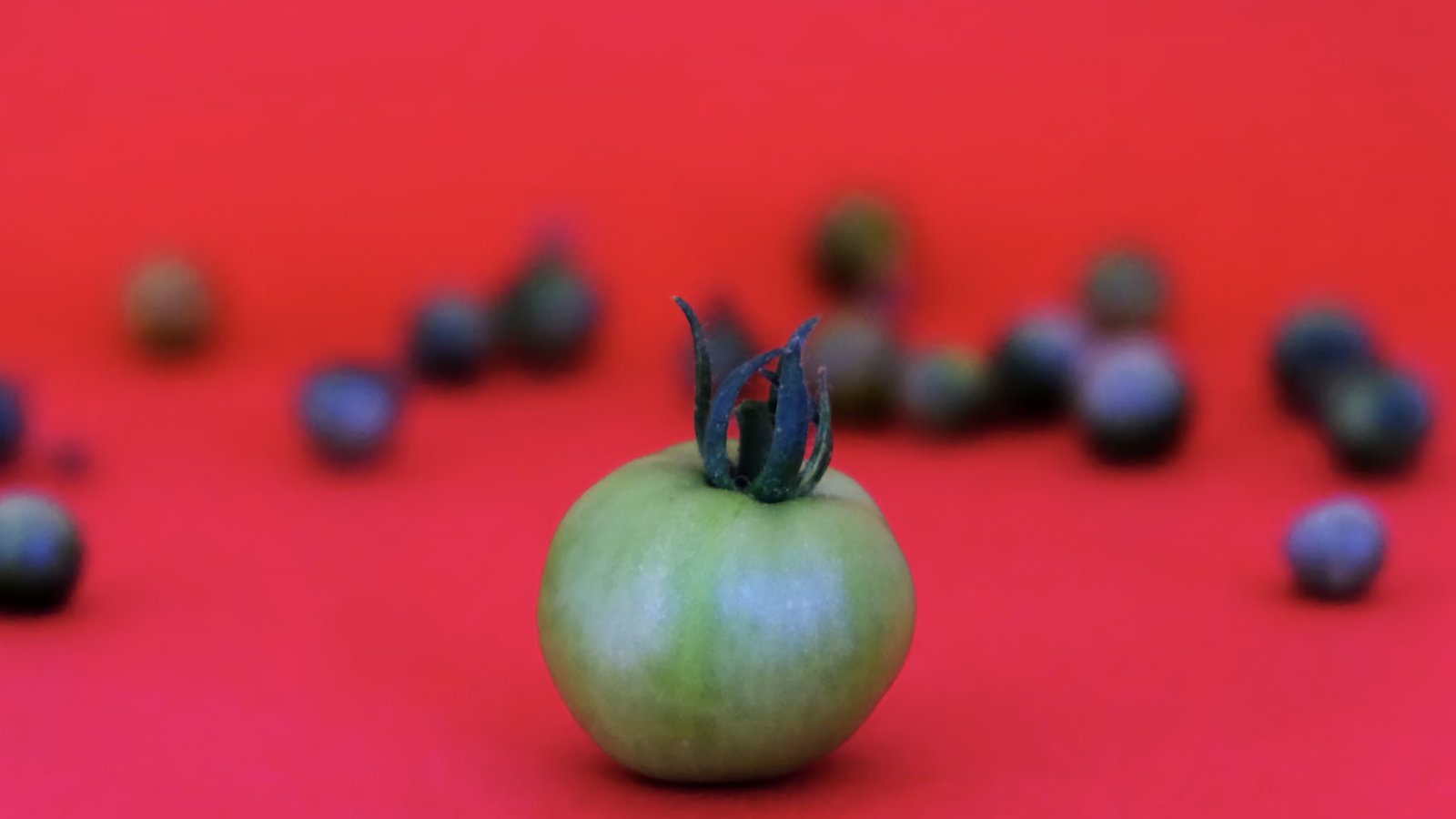 A photo of a little green tomato in the foreground in focus and behind it is a bunch of blurry little dark tomatoes on a bright red background